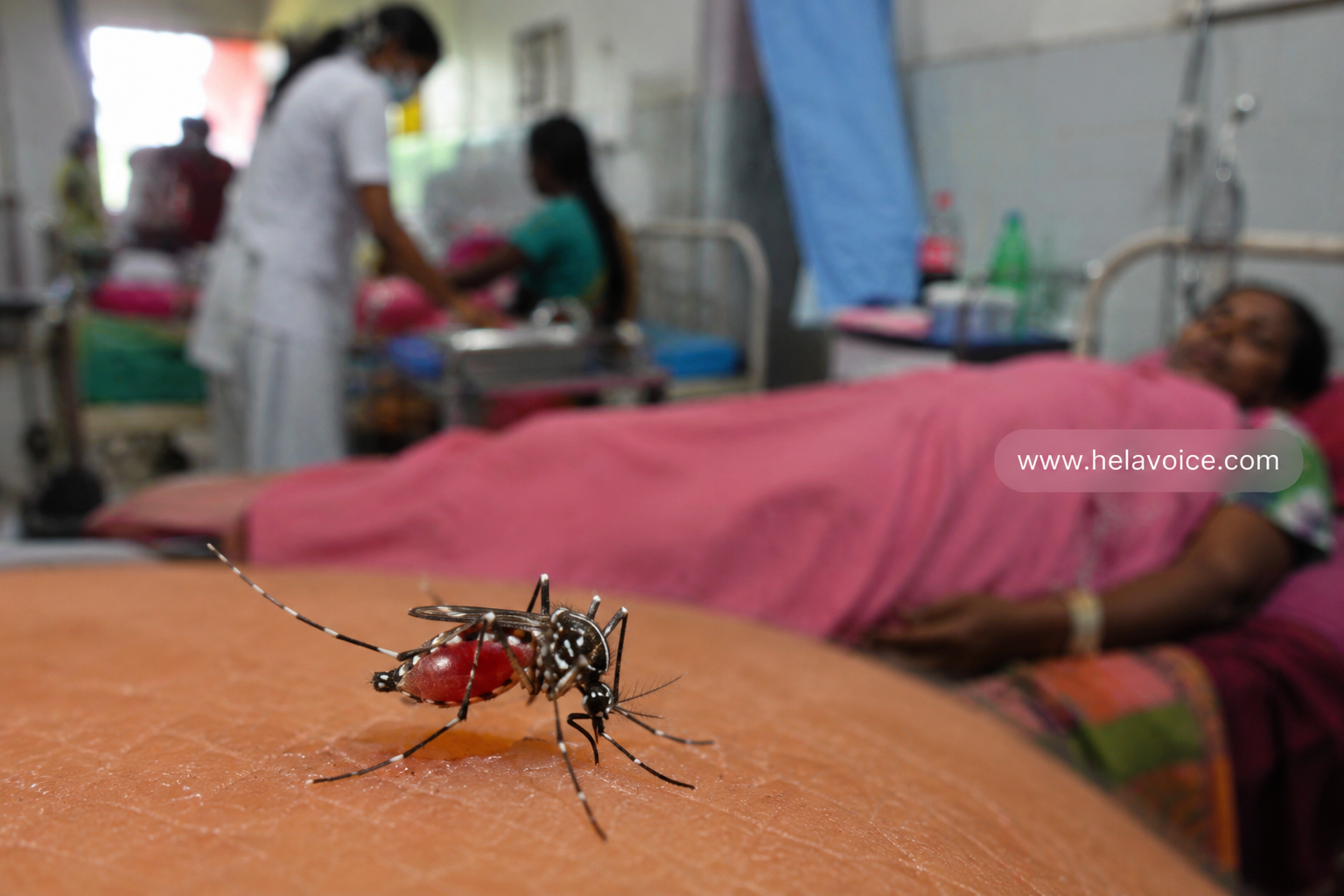 Sri Lanka’s Dengue Death Toll Rises to 42 as Cases Surpass 63,000