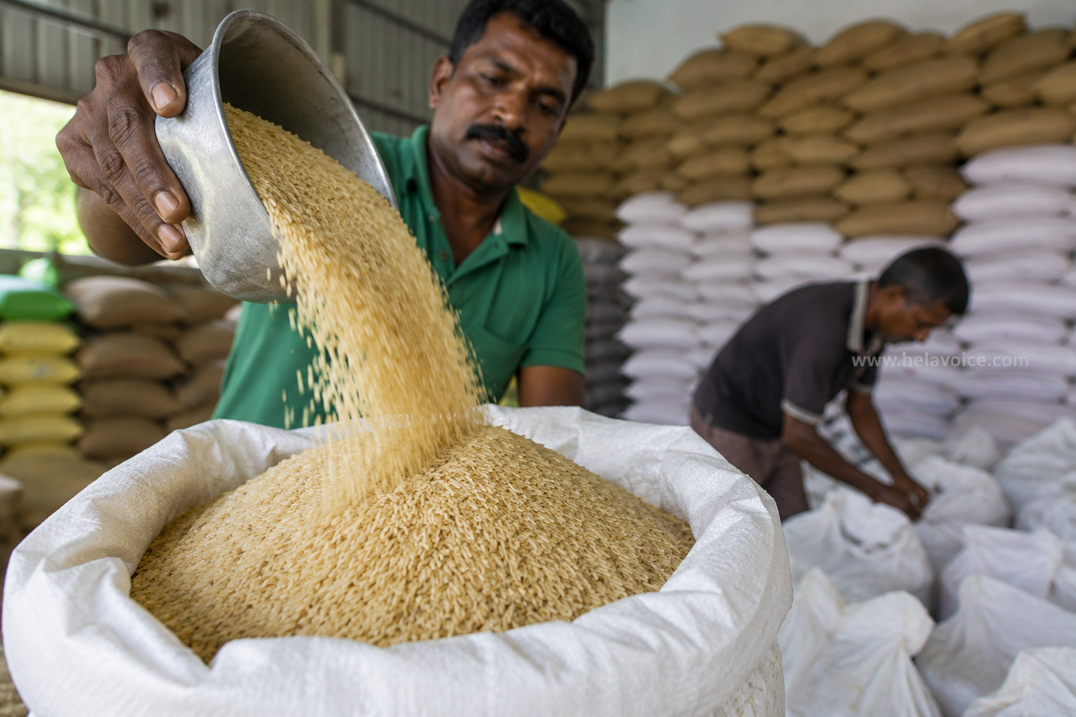 යල කන්නයේ වී මෙට්‍රික් ටොන් 5,390ක් වී අලෙවි මණ්ඩලය මිලදී ගනියි